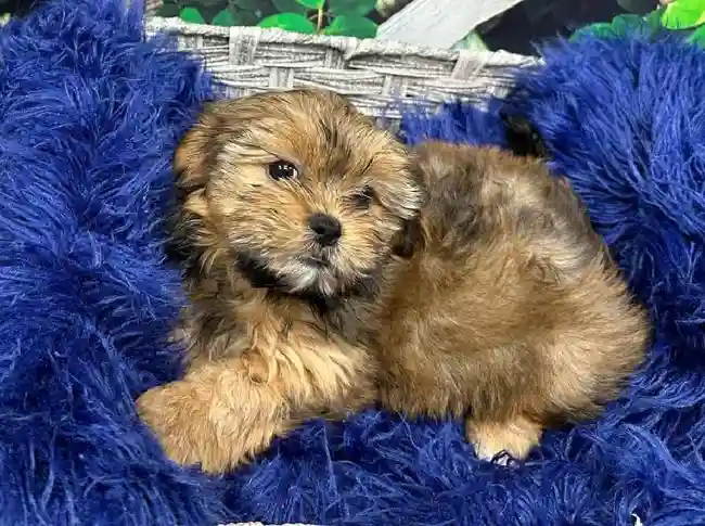 Female Shorkie Puppy for Sale in Pittsburgh, PA