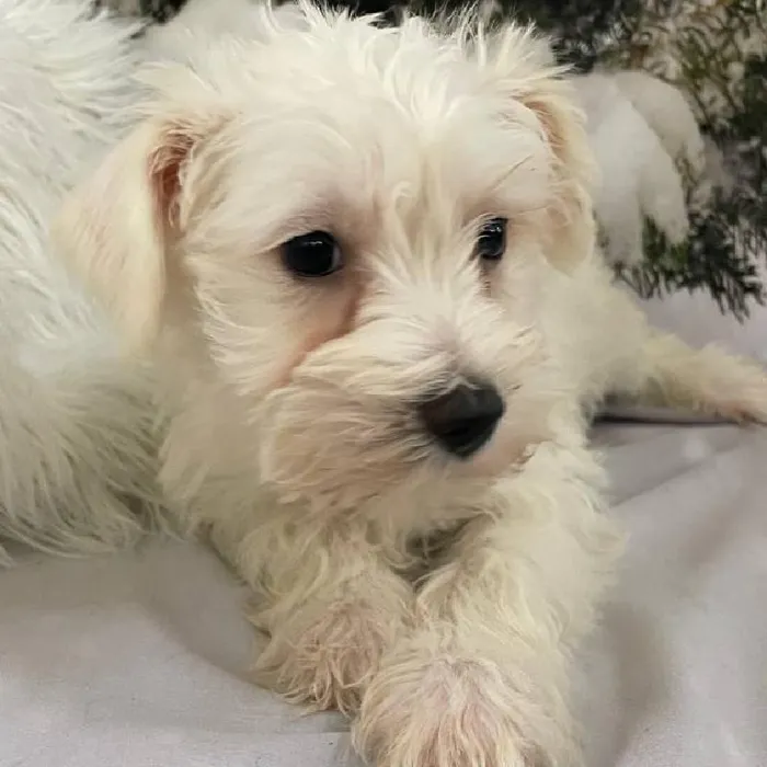 Female Mini Schnauzer Puppy for Sale in Monroeville, PA