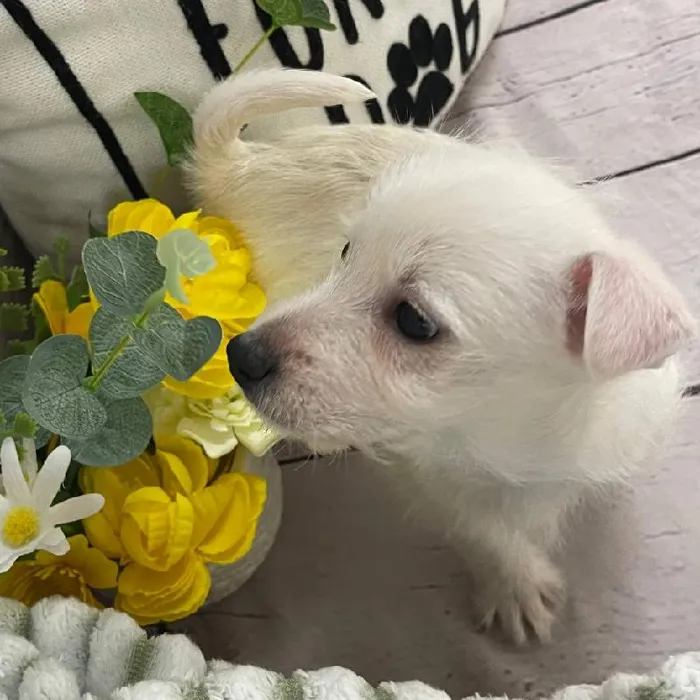 Male West Highland White Terrier Puppy for Sale in Monroeville, PA