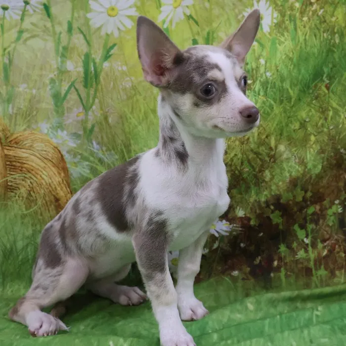Female Chihuahua puppy named Vicki for sale at Petland Monroeville.