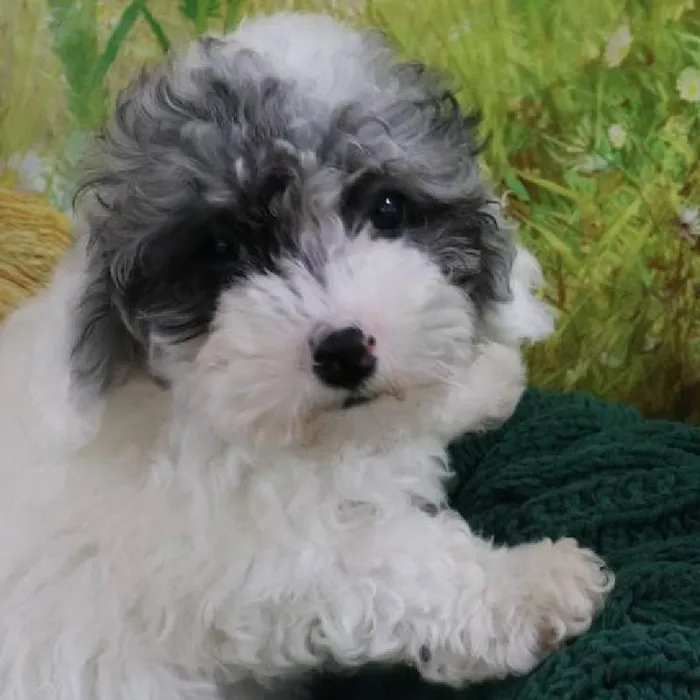 Female Mini Poodle Puppy for Sale in Monroeville, PA