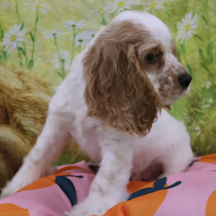 Male Cocker Spaniel puppy named Jasper for sale at Petland Monroeville.