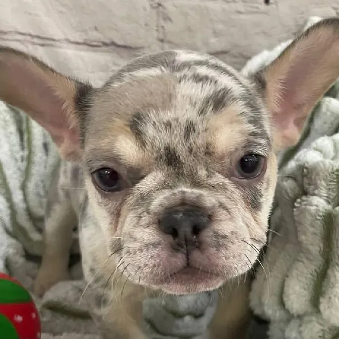 Female French Bulldog Puppy for Sale in Monroeville, PA