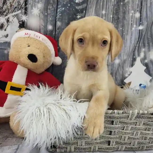 Male Labrador Retriever Puppy for Sale in Monroeville, PA