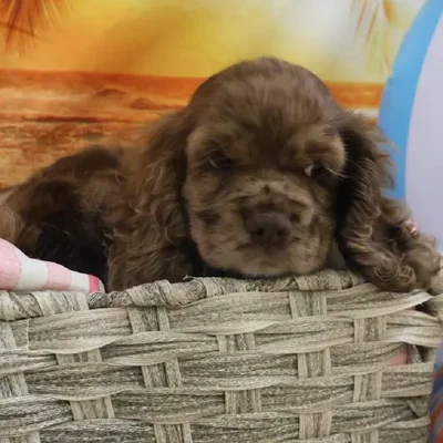 Female Cocker Spaniel Puppy for Sale in Monroeville, PA