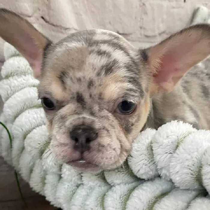 Female French Bulldog Puppy for Sale in Monroeville, PA