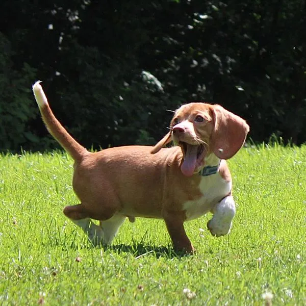 Male Beagle puppy named Tristan for sale at Petland Monroeville.