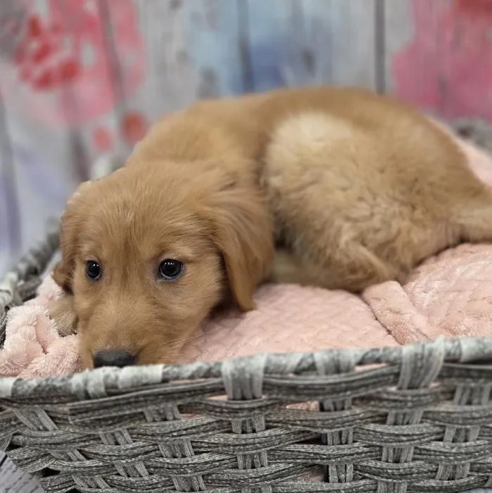 Female Golden Retriever Puppy for Sale in Monroeville, PA