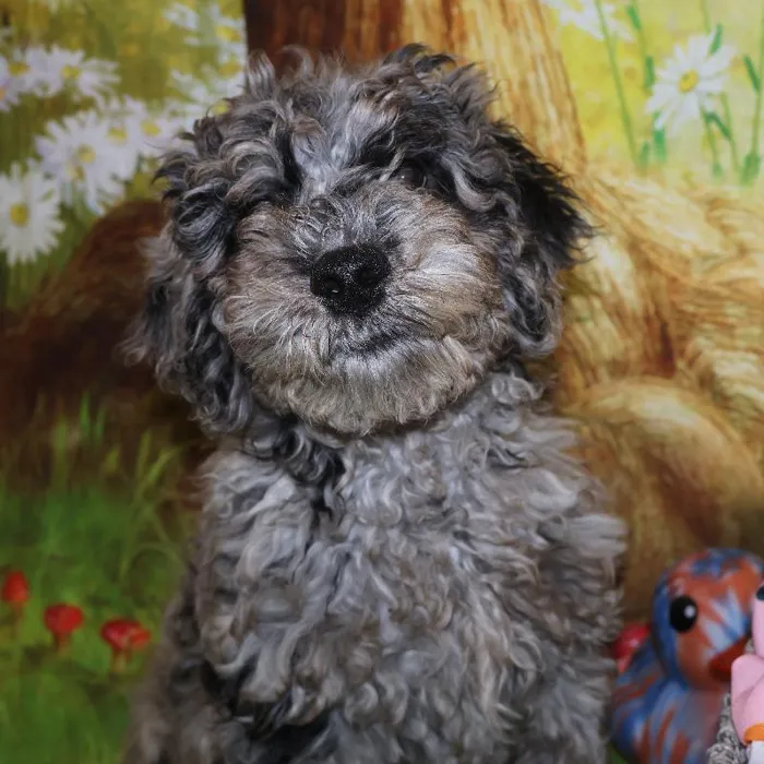 Male Mini Goldendoodle puppy named Jeremy for sale at Petland Monroeville.