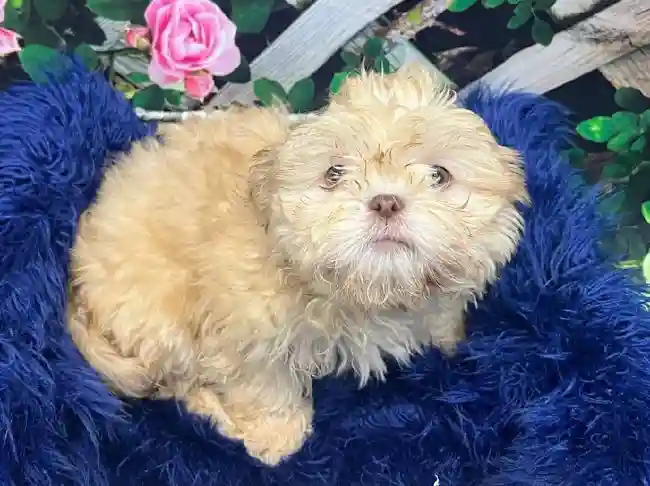 Female Shih Tzu Puppy for Sale in Pittsburgh, PA