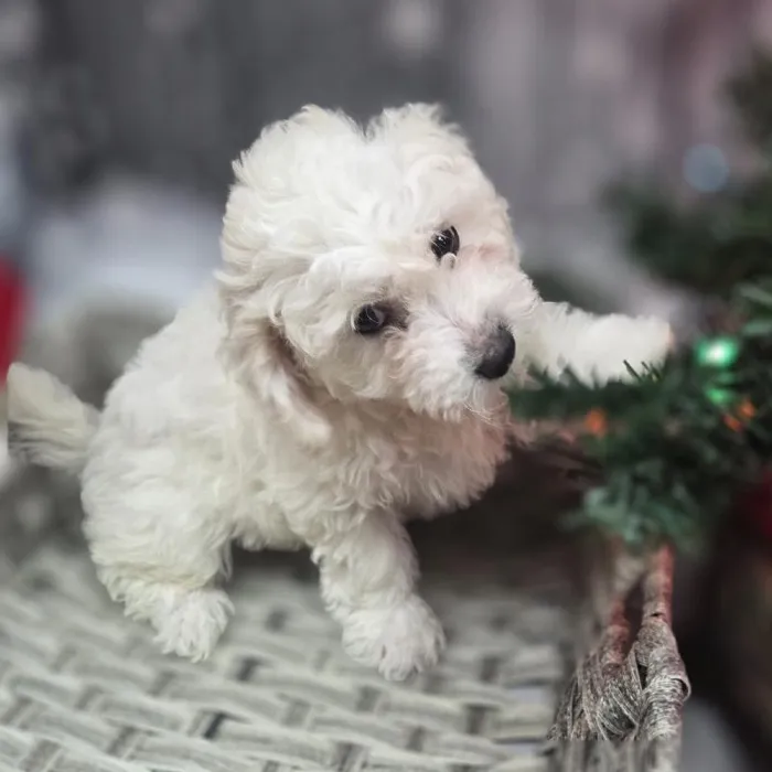 Female Bichon Puppy for Sale in Monroeville, PA