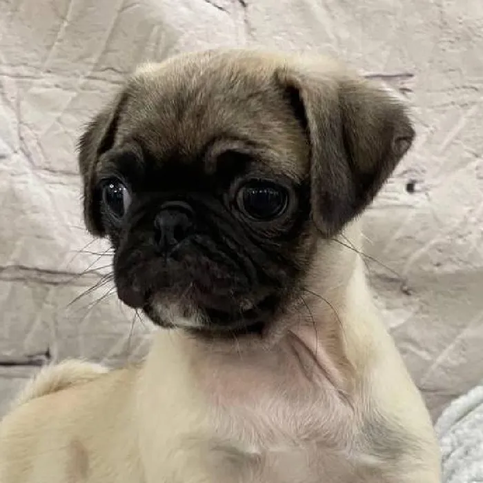 Female Pug Puppy for Sale in Monroeville, PA