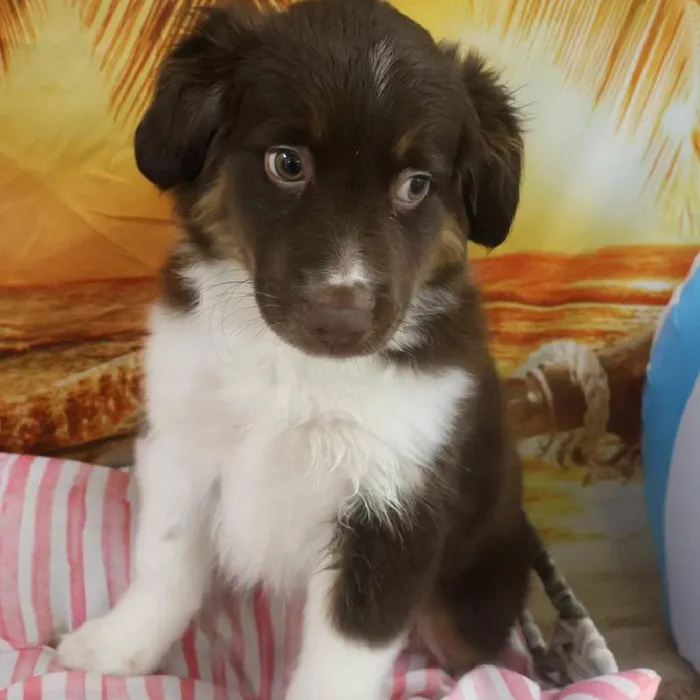 Male Miniature Australian Shepherd Puppy for Sale in Monroeville, PA