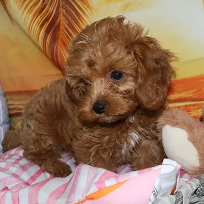 Male Cavapoo Puppy for Sale in Monroeville, PA