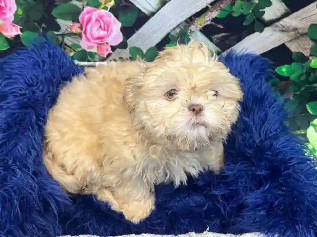 Female Shih Tzu Puppy for Sale in Pittsburgh, PA