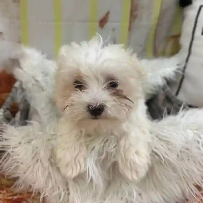 Female Maltese Puppy for Sale in Monroeville, PA