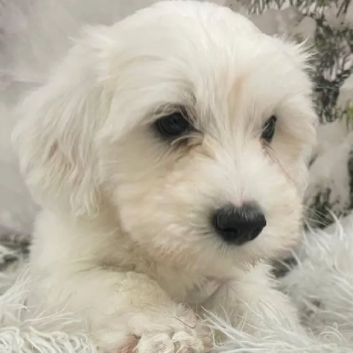 Male Coton De Tulear Puppy for Sale in Monroeville, PA