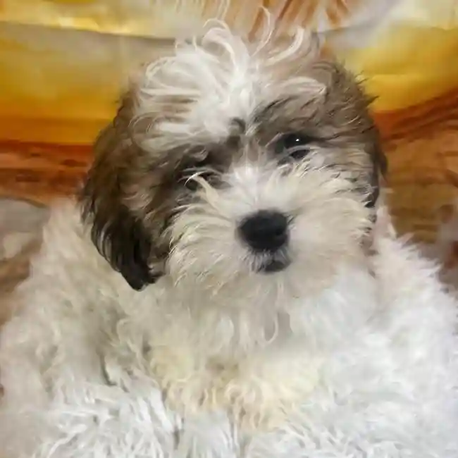 Female Teddy Bear Puppy for Sale in Monroeville, PA