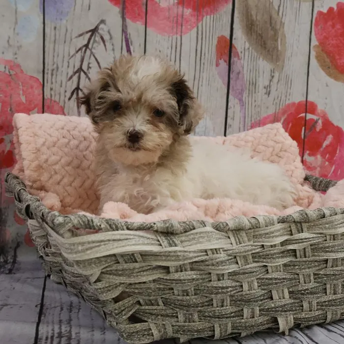 Female Shipoo Puppy for Sale in Monroeville, PA