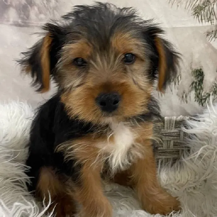 Male Yorkie Puppy for Sale in Monroeville, PA