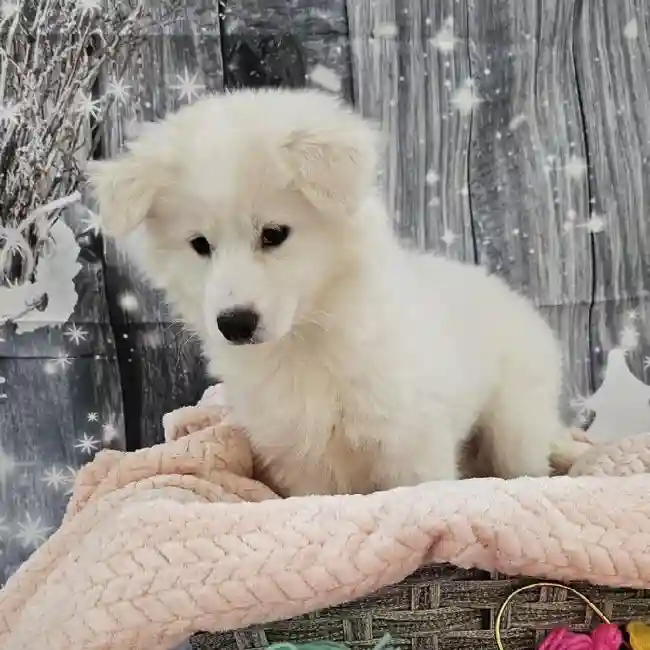 Female American Eskimo Puppy for Sale in Monroeville, PA