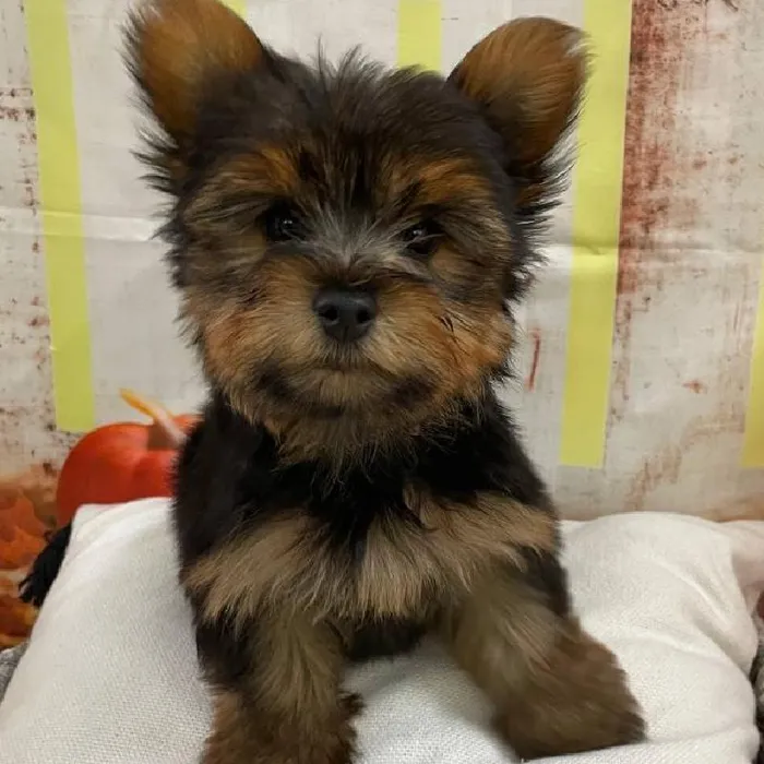 Male Yorkie Puppy for Sale in Monroeville, PA