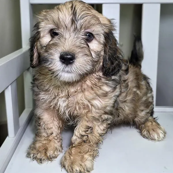 Male Shipoo puppy named Bruce for sale at Petland Monroeville.