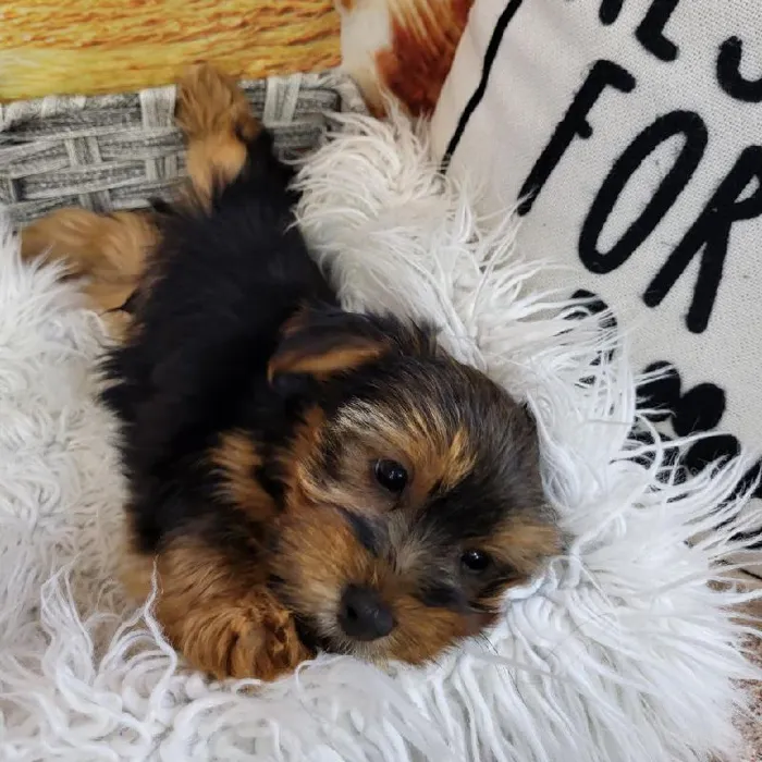 Male Yorkie Puppy for Sale in Monroeville, PA