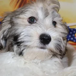 Male Havanese puppy named Rico for sale at Petland Monroeville.