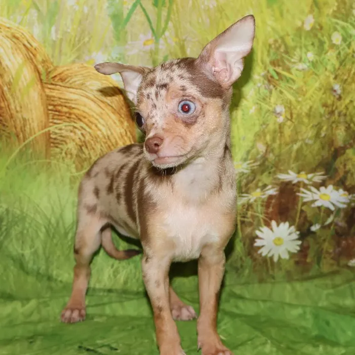 Female Chihuahua puppy named Elena for sale at Petland Monroeville.