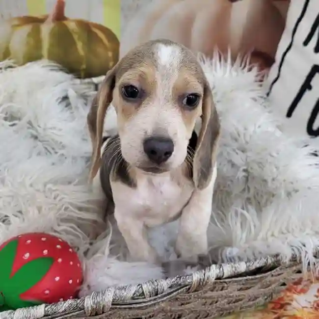 Female Beagle Puppy for Sale in Monroeville, PA