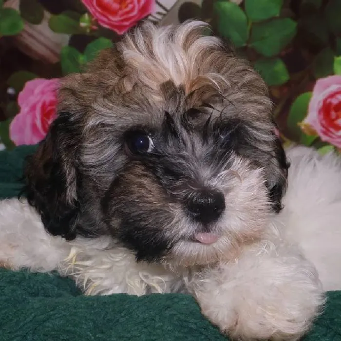 Male Havanese Puppy for Sale in Monroeville, PA