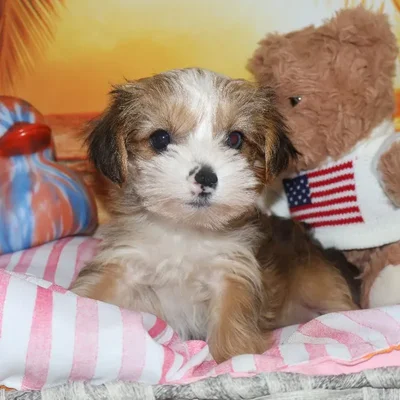 Male Morkie Puppy for Sale in Monroeville, PA
