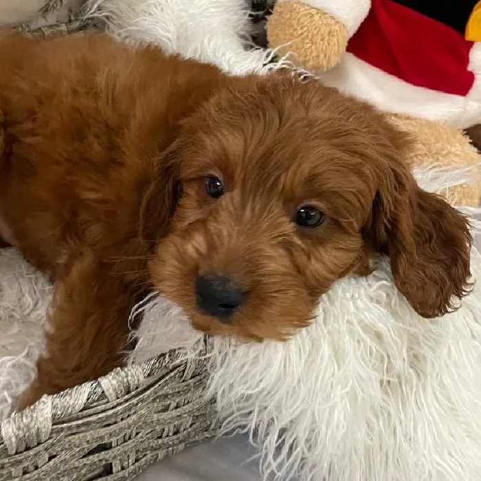 Male Mini Goldendoodle 2nd Gen. Puppy for Sale in Monroeville, PA