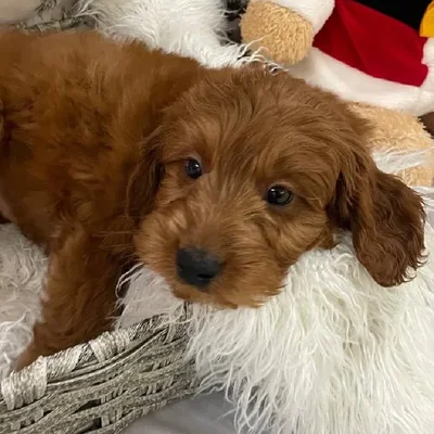 Male Mini Goldendoodle 2nd Gen. Puppy for Sale in Monroeville, PA