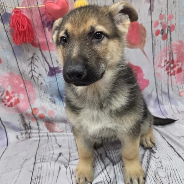 Male German Shepherd Puppy for Sale in Monroeville, PA