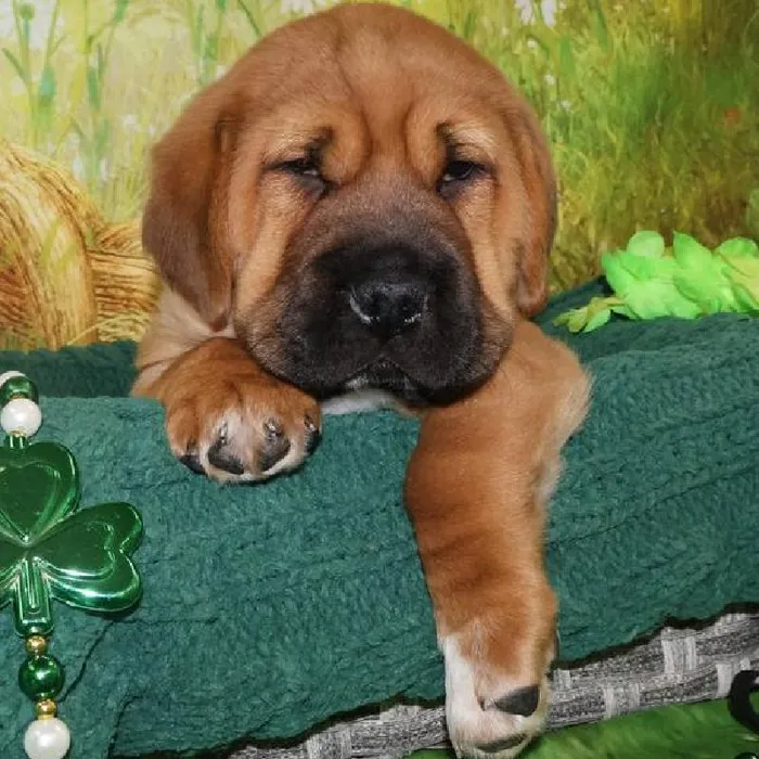 Male Mini Walrus Puppy for Sale in Monroeville, PA