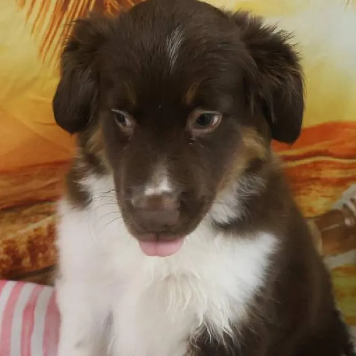 Male Miniature Australian Shepherd Puppy for Sale in Monroeville, PA