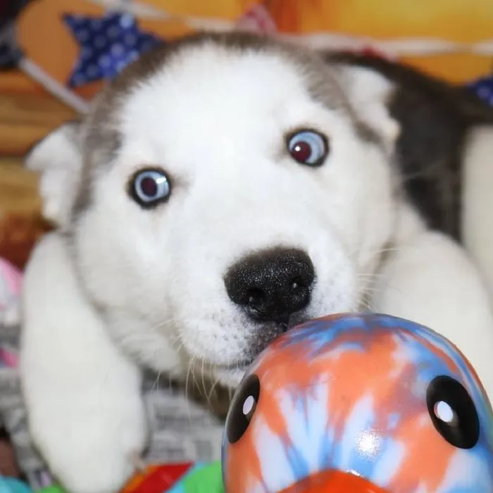 Male Siberian Husky puppy named Thor for sale at Petland Monroeville.