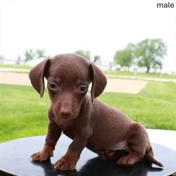 car_main_img_/media/ap_media/pets/FAKKSHSDHQTM32892.webp.250x250_q85.webp