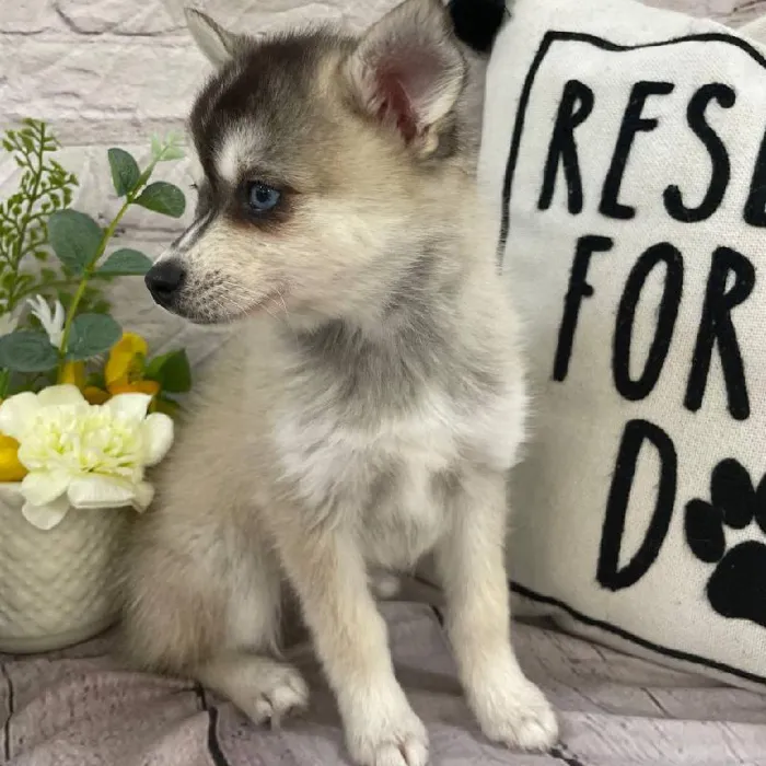 Female Alaskan Klee Kai Puppy for Sale in Monroeville, PA