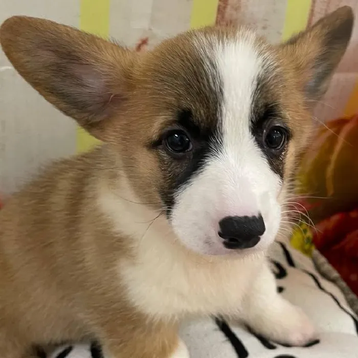 Female Pembroke Welsh Corgi Puppy for Sale in Monroeville, PA