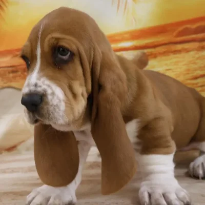 Male Basset Hound Puppy for Sale in Monroeville, PA
