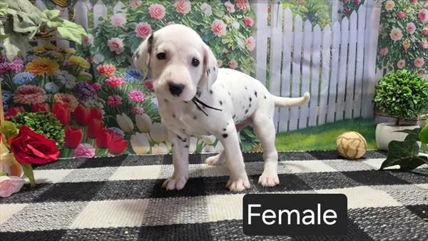 Female Dalmatian puppy named Perdita for sale at Petland Monroeville.