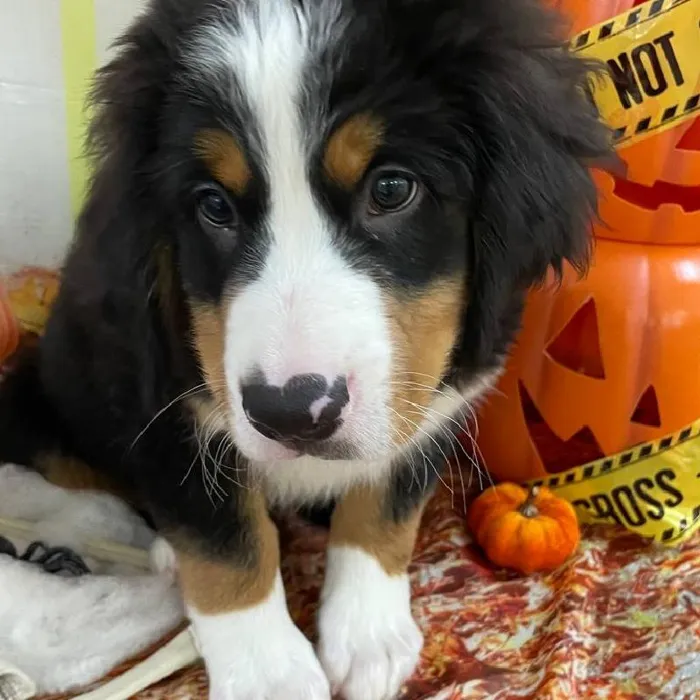 Male Bernese Mountain Dog Puppy for Sale in Monroeville, PA
