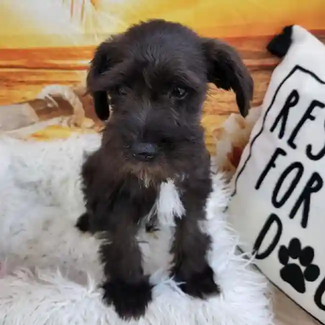 Female Mini Schnauzer Puppy for Sale in Monroeville, PA
