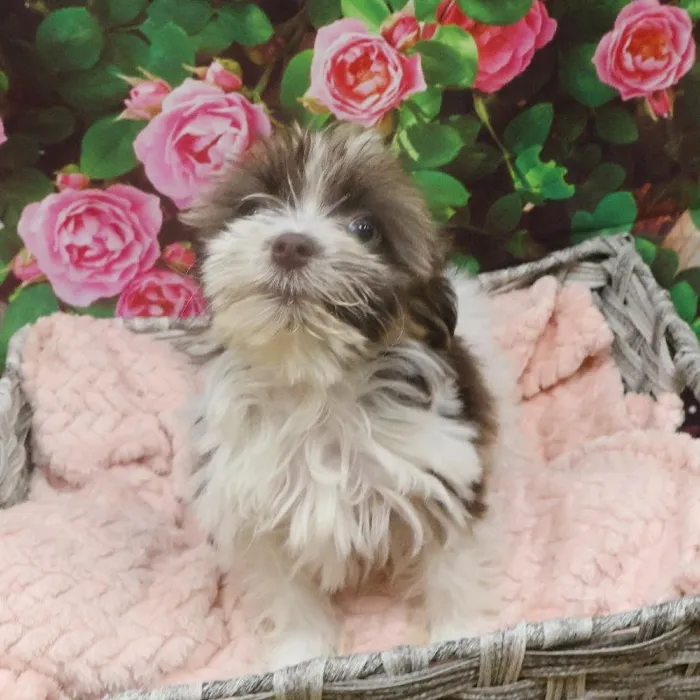 Female Havanese Puppy for Sale in Monroeville, PA