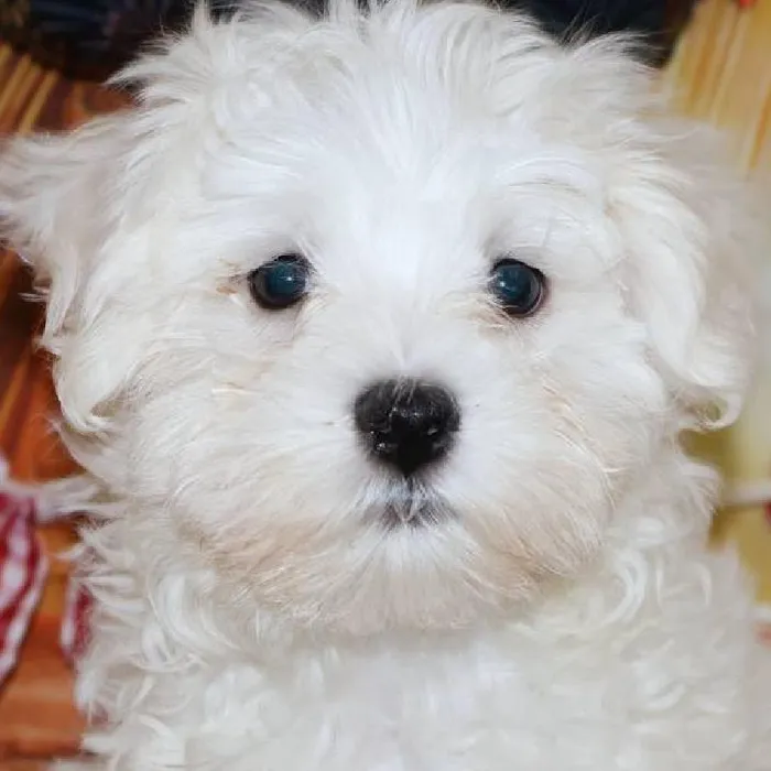 Male Maltese puppy named Glenn for sale at Petland Monroeville.
