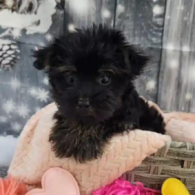 Female Morkie Puppy for Sale in Monroeville, PA