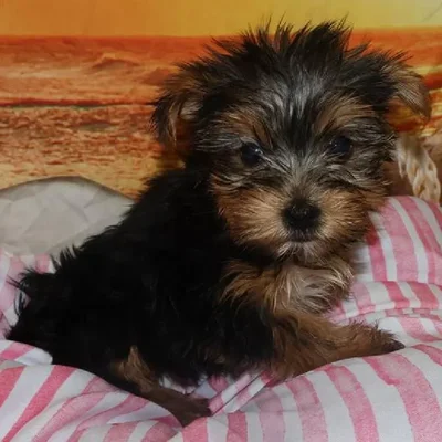 Female Yorkie Puppy for Sale in Monroeville, PA